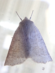 Mallomus batiolus