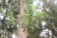 Melicytus lanceolatus
