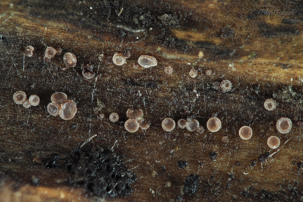 Unguiculariopsis rehmii