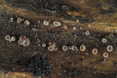 Unguiculariopsis rehmii
