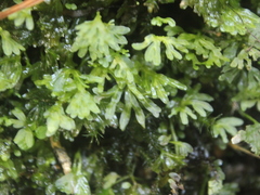 Symphyogyna hymenophyllum