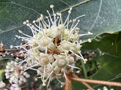 Fatsia polycarpa