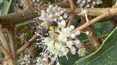 Fatsia polycarpa