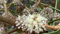 Fatsia polycarpa