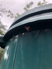 Gasteracantha versicolor