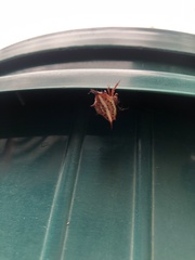 Gasteracantha versicolor