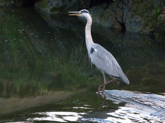 Ardea cinerea