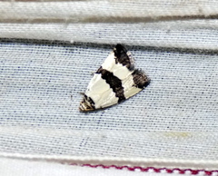 Maliattha quadripartita