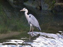Ardea cinerea