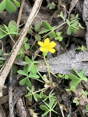 Oxalis exilis