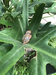 Hyperolius viridiflavus