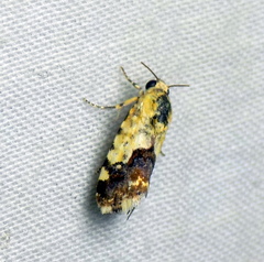 Acontia detrita
