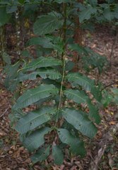 Dysoxylum