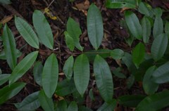 Melodinus acutiflorus