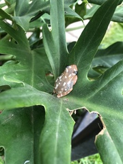 Hyperolius viridiflavus