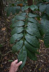 Dysoxylum