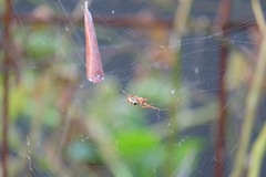 Phonognatha graeffei