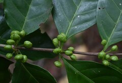 Cyclophyllum multiflorum