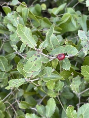 Quercus coccifera