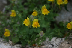 Linaria platycalyx