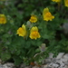 Linaria platycalyx - Photo (c) jcorrie,  זכויות יוצרים חלקיות (CC BY-NC)