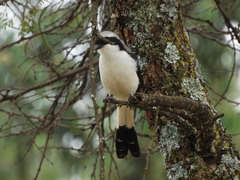 Lanius excubitoroides