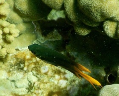 Neoglyphidodon nigroris