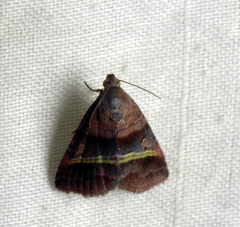 Ozarba punctigera