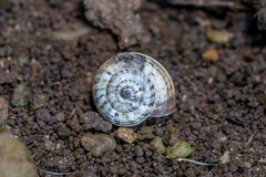 Cernuella aginnica