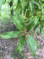Lithocarpus hancei