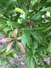 Lithocarpus hancei