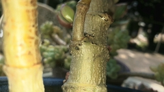 Cryptachaea veruculata