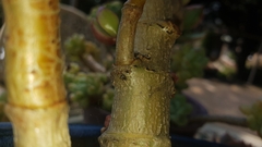 Cryptachaea veruculata