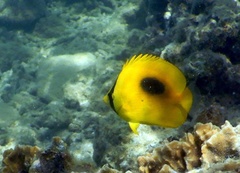 Chaetodon speculum
