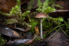Deconica crobula
