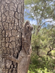 Chlamydosaurus kingii