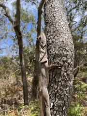 Chlamydosaurus kingii