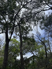 Chlamydosaurus kingii