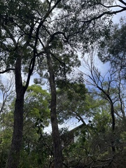 Chlamydosaurus kingii