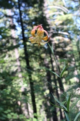 Lilium pardalinum pardalinum