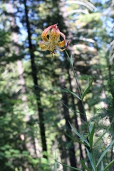 Lilium pardalinum pardalinum