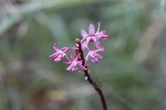 Dipodium punctatum