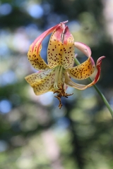 Lilium pardalinum pardalinum
