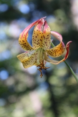 Lilium pardalinum pardalinum