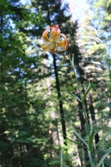 Lilium pardalinum pardalinum