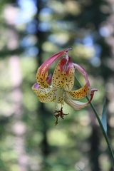 Lilium pardalinum pardalinum
