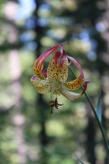Lilium pardalinum pardalinum