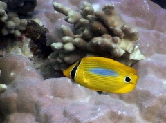 Chaetodon plebeius