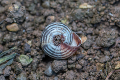 Cernuella aginnica