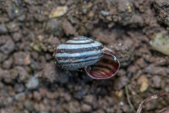 Cernuella aginnica